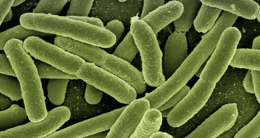 bakteri1.jpg