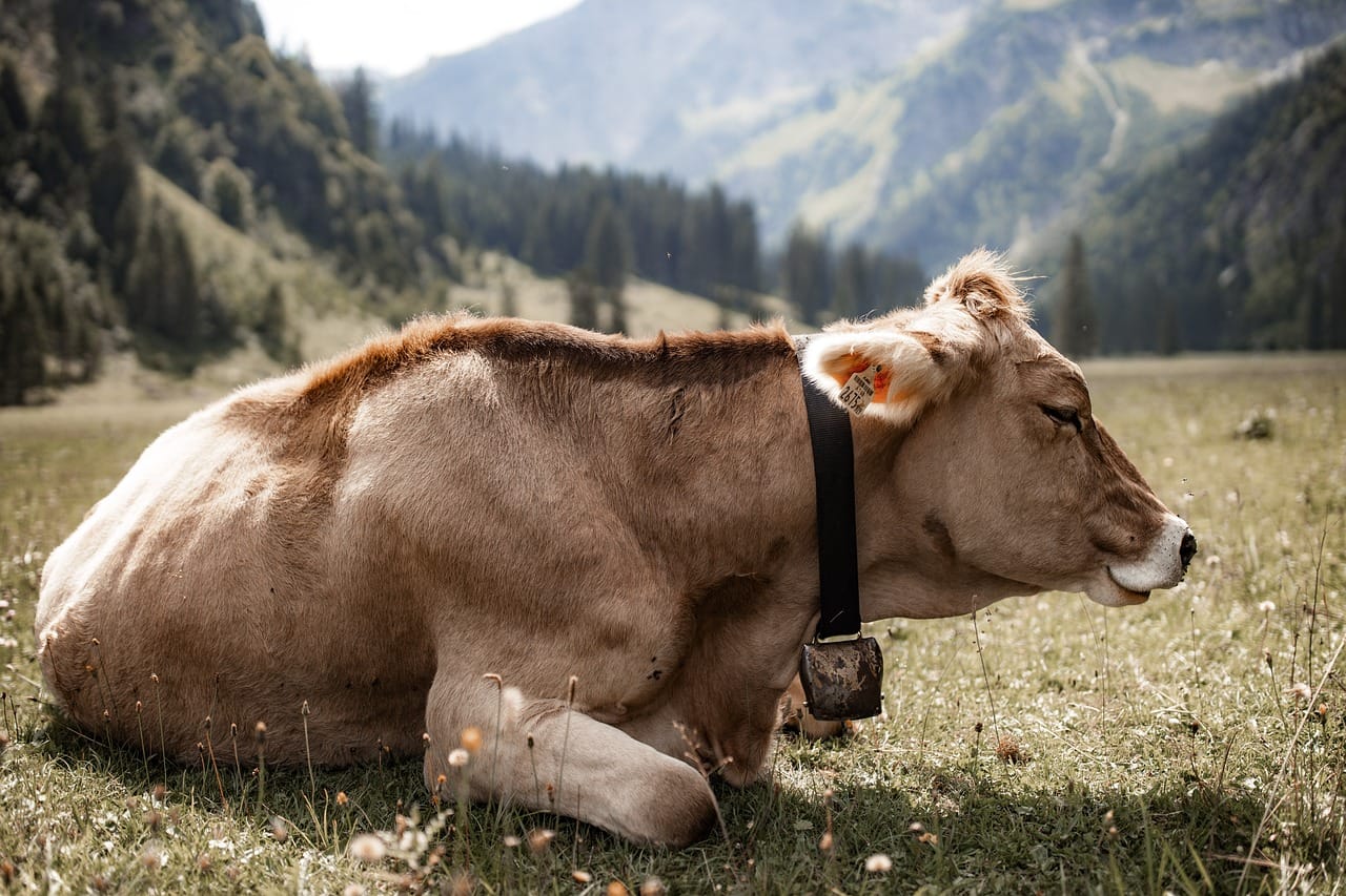 simmental-cattle-6029601-1280.jpg