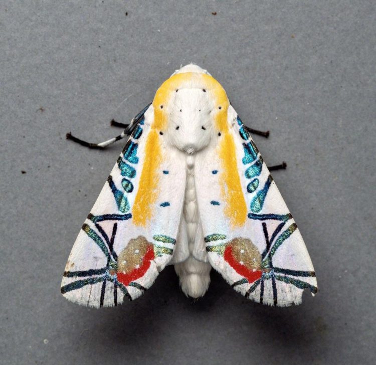 picasso-moth-750x728.jpg