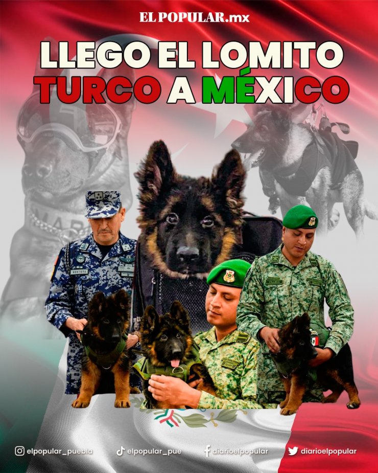 Arama Kurtarma Köpeği Proteo'nun Anısına Meksikalı Olmuştu! Arkadaş'ın İlk Doğumgünü