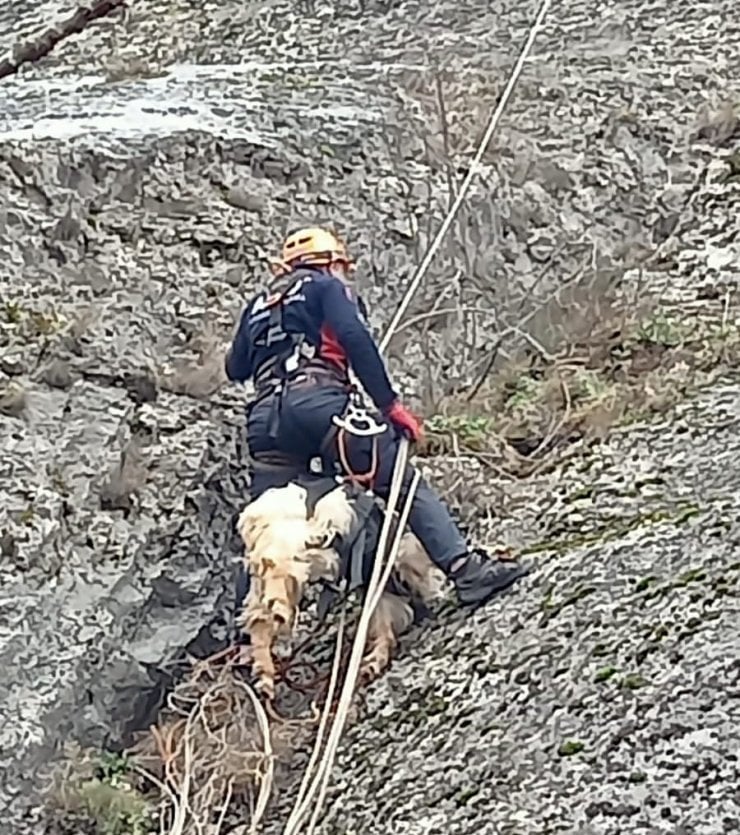 Amasya'da 3 Gün Kayalıklarda Mahsur Kalan Keçiyi AFAD Kurtardı