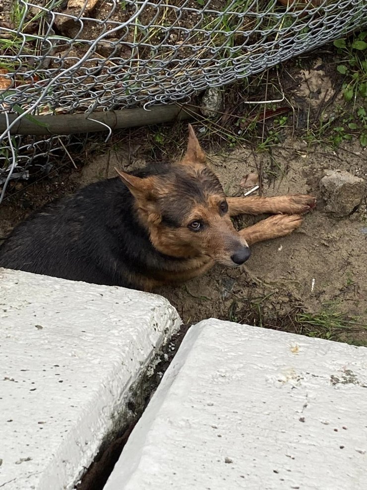 Köpeğini Kurtarmak İçin Canını Böyle Hiçe Saydı