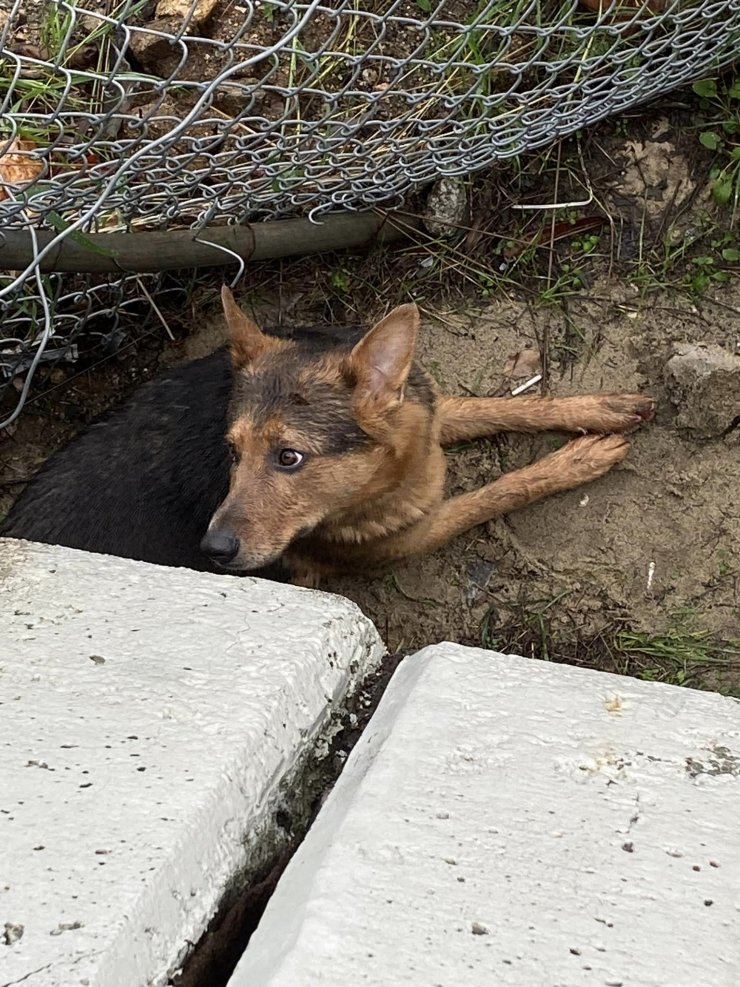 Köpeğini Kurtarmak İçin Canını Böyle Hiçe Saydı