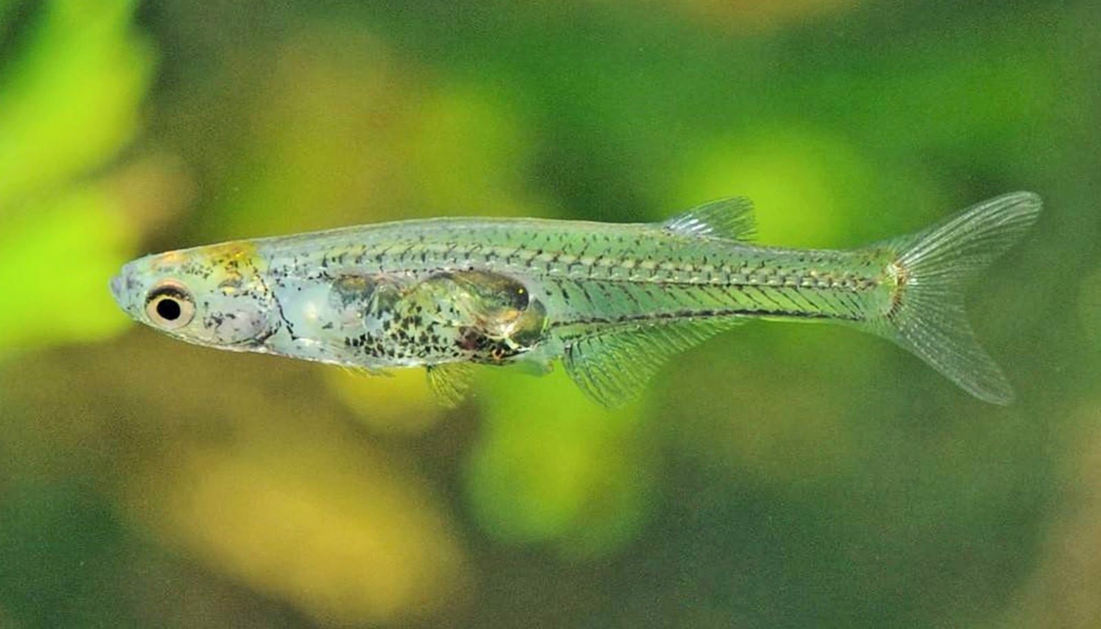 new-fish-species-1600.jpg