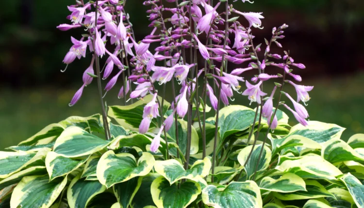 hosta-cicek-001.webp