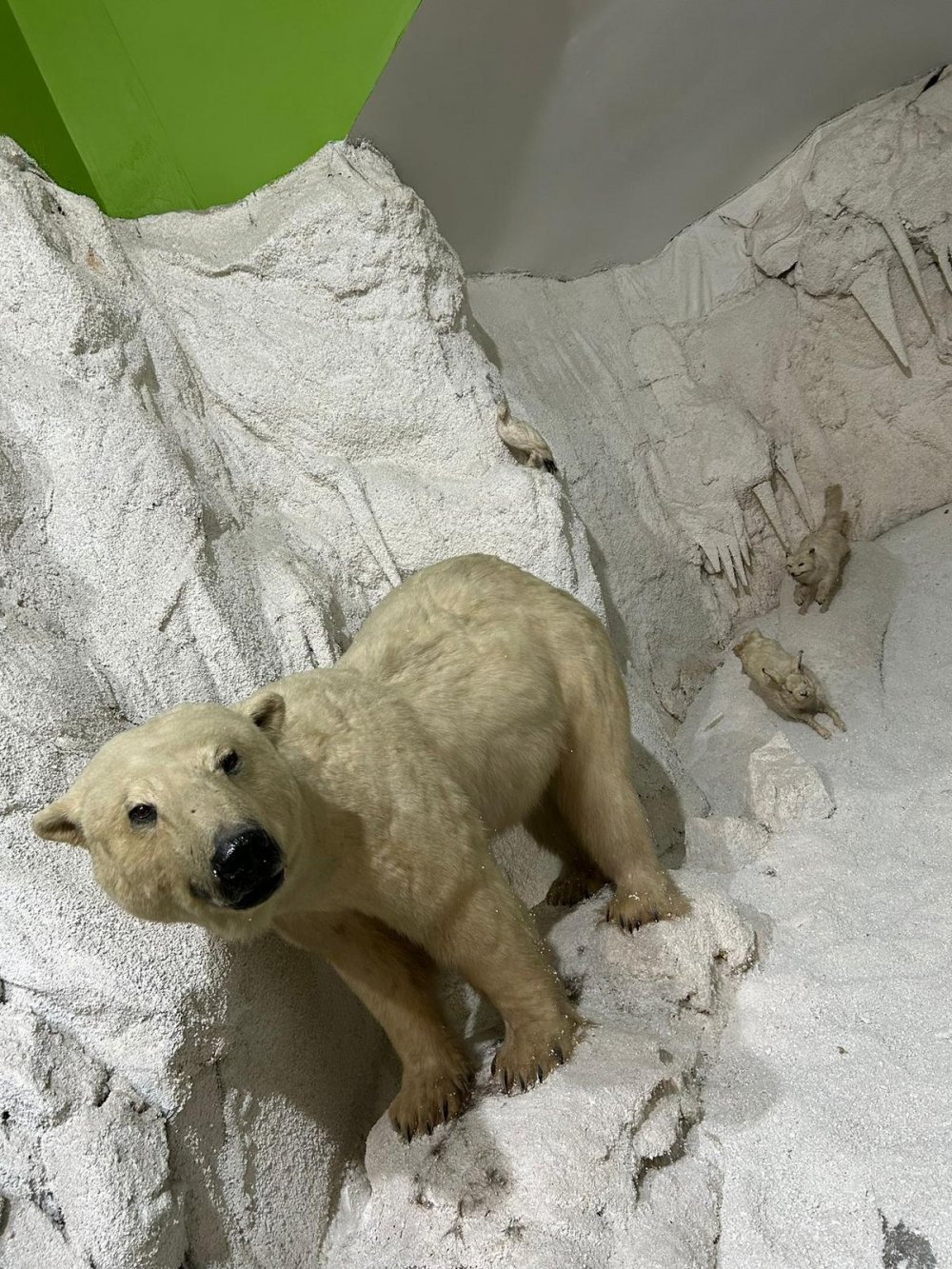 Türkiye'deki Son Anadolu Kaplanını Öldürmüş! Kutup Ayısı İçin Kanada'ya Gitti, Çizgili Geyik İçin 2 Hafta Ağaçta Kaldı!