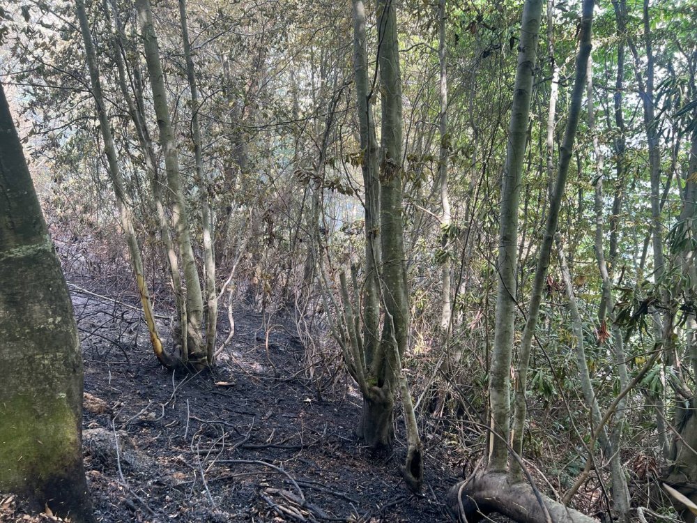 Sakarya'da Bahçe Temizliği İçin Yakılan Ateş Ormana Sıçradı