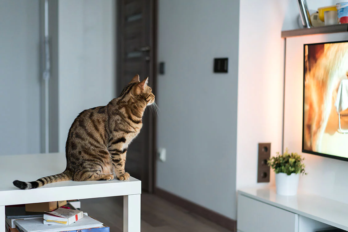 Kedi ve Köpekler Televizyon İzlerken Bunları Görüyor: Şaşıracaksınız!