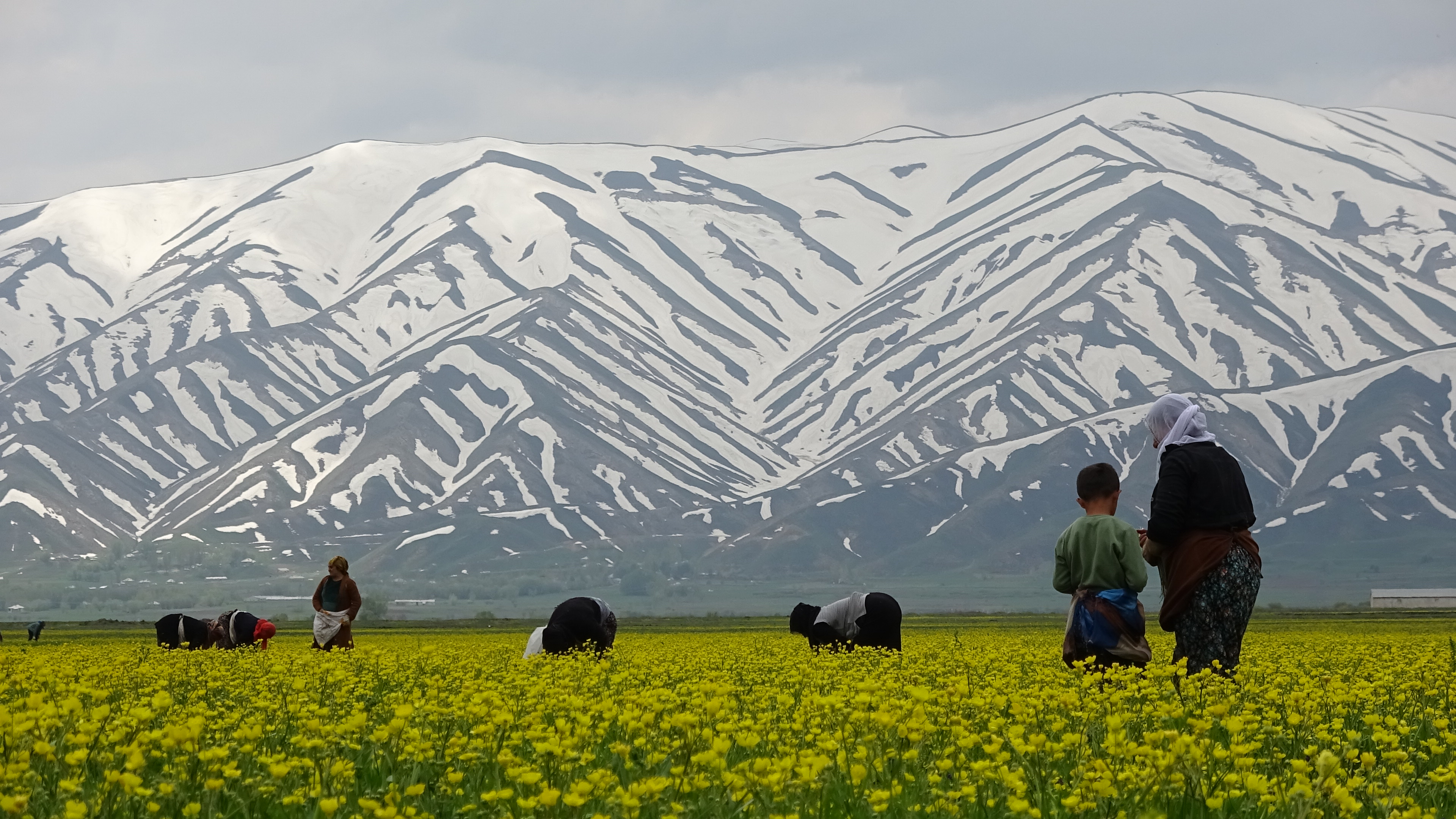 yuksekovali-kadinlarin-baharda-ot-mesa-47754-1.jpg