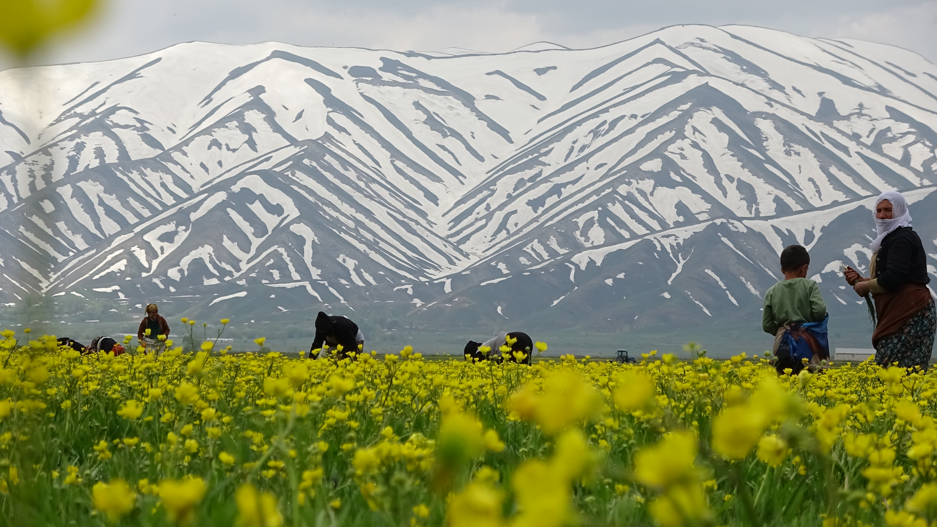 yuksekovali-kadinlarin-baharda-ot-mesa-47754-2.jpg