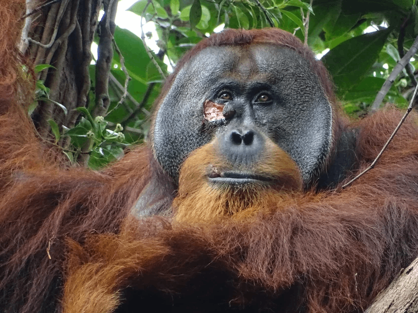 orangutantibbibitkiyara2.png