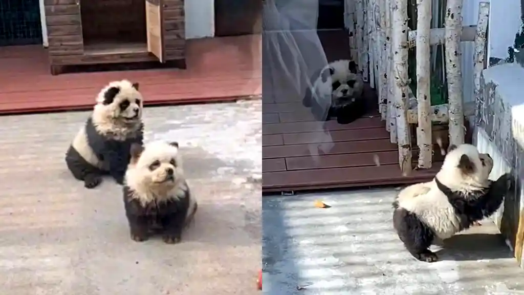 panda-dogs-taizhou-zoo-weibo.webp