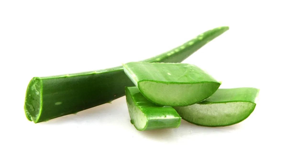 aloe-vera1.webp