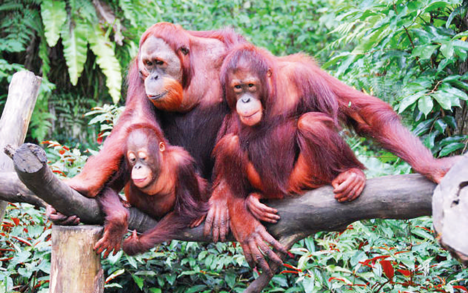 orangutan1.png