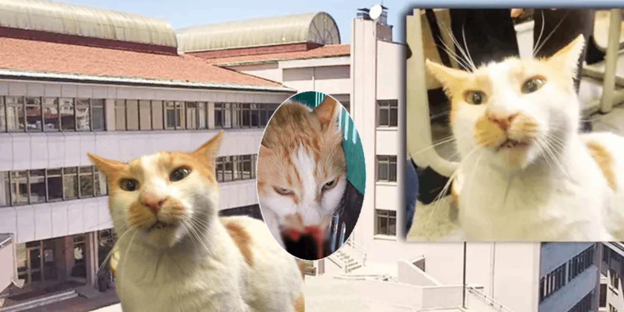 kedi-faruk-1.png