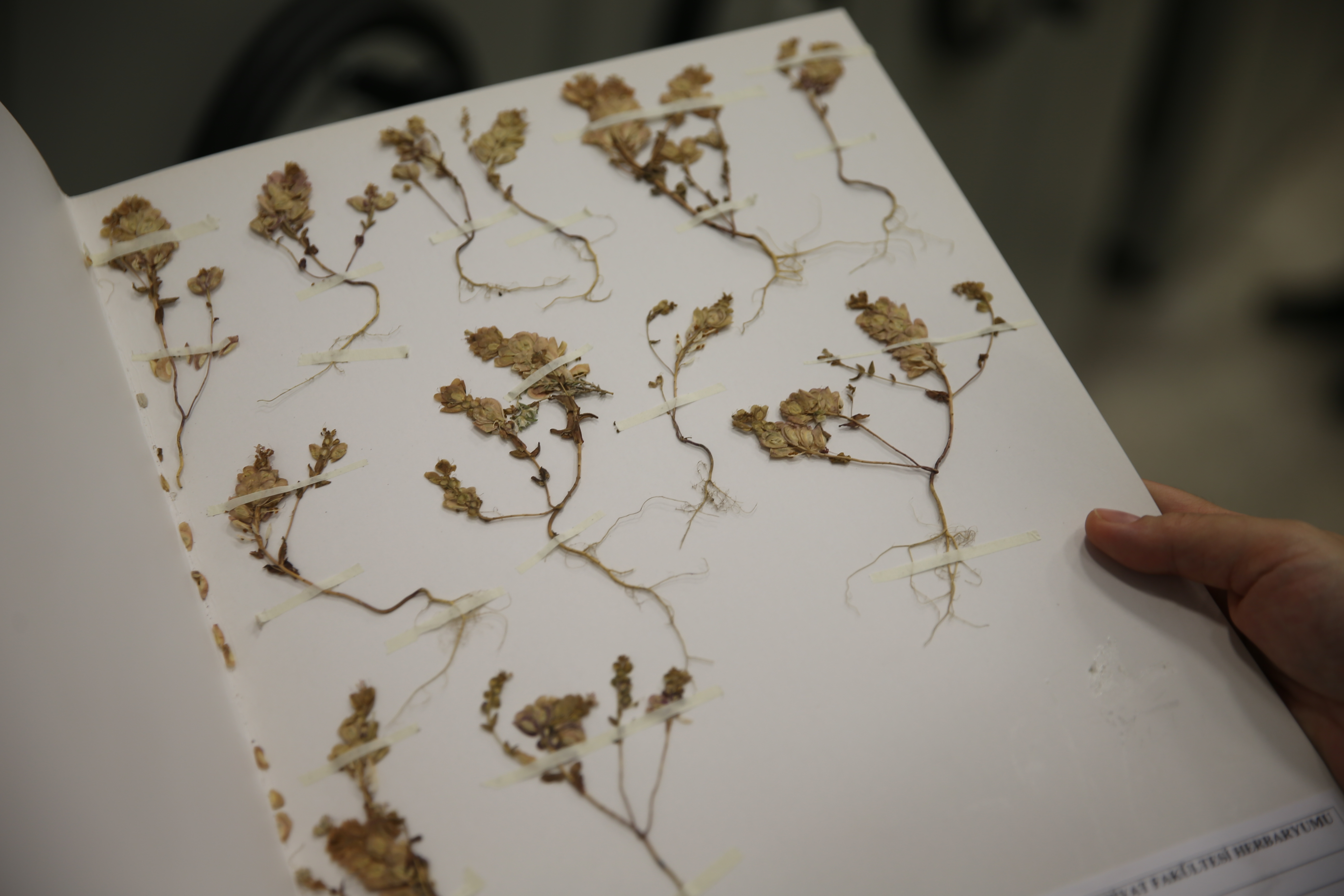 aa-20240523-34655441-34655430-botan-herbaryumunda-dogadan-toplanan-yaklasik-3-bin-bitki-koruma-altinda.jpg