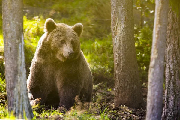 depositphotos-83069270-stock-photo-large-adult-brown-bear-in.jpg