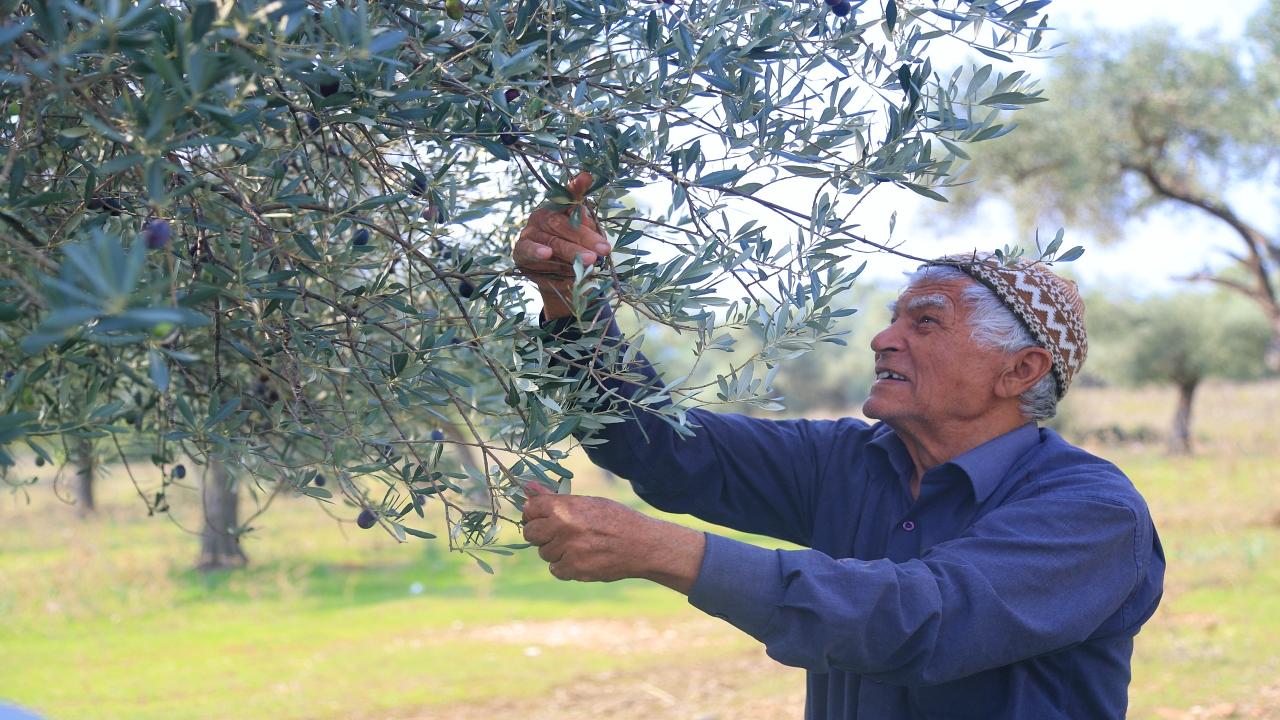 zeytin3.jpg