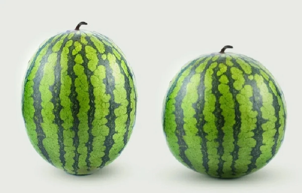 cinsiyetine-gore-secin-iste-erkek-ve-disi-karpuzun-farki-4a542294.webp