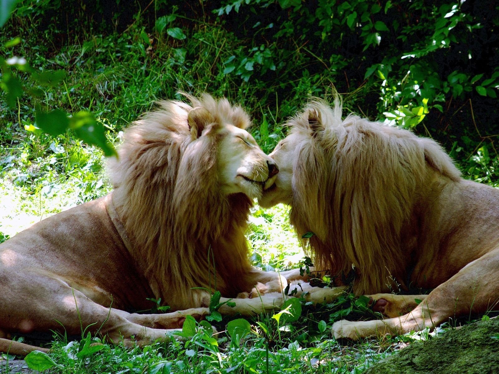 321423-love-trees-forests-grass-kissing-tulips-lions-tagnotallowedtoosubjective-brother-gay.jpg