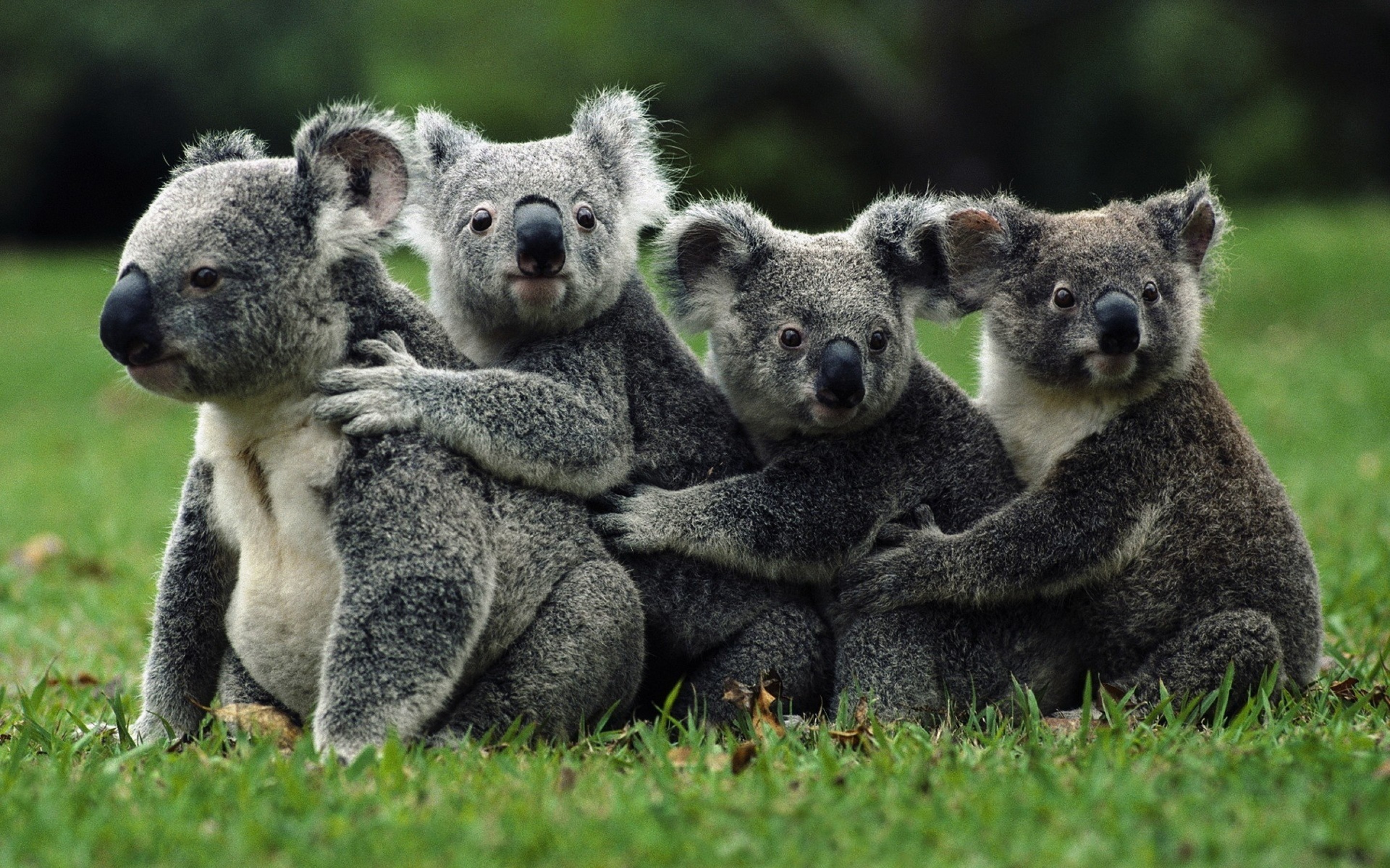 bear-family-grass-koala.jpeg