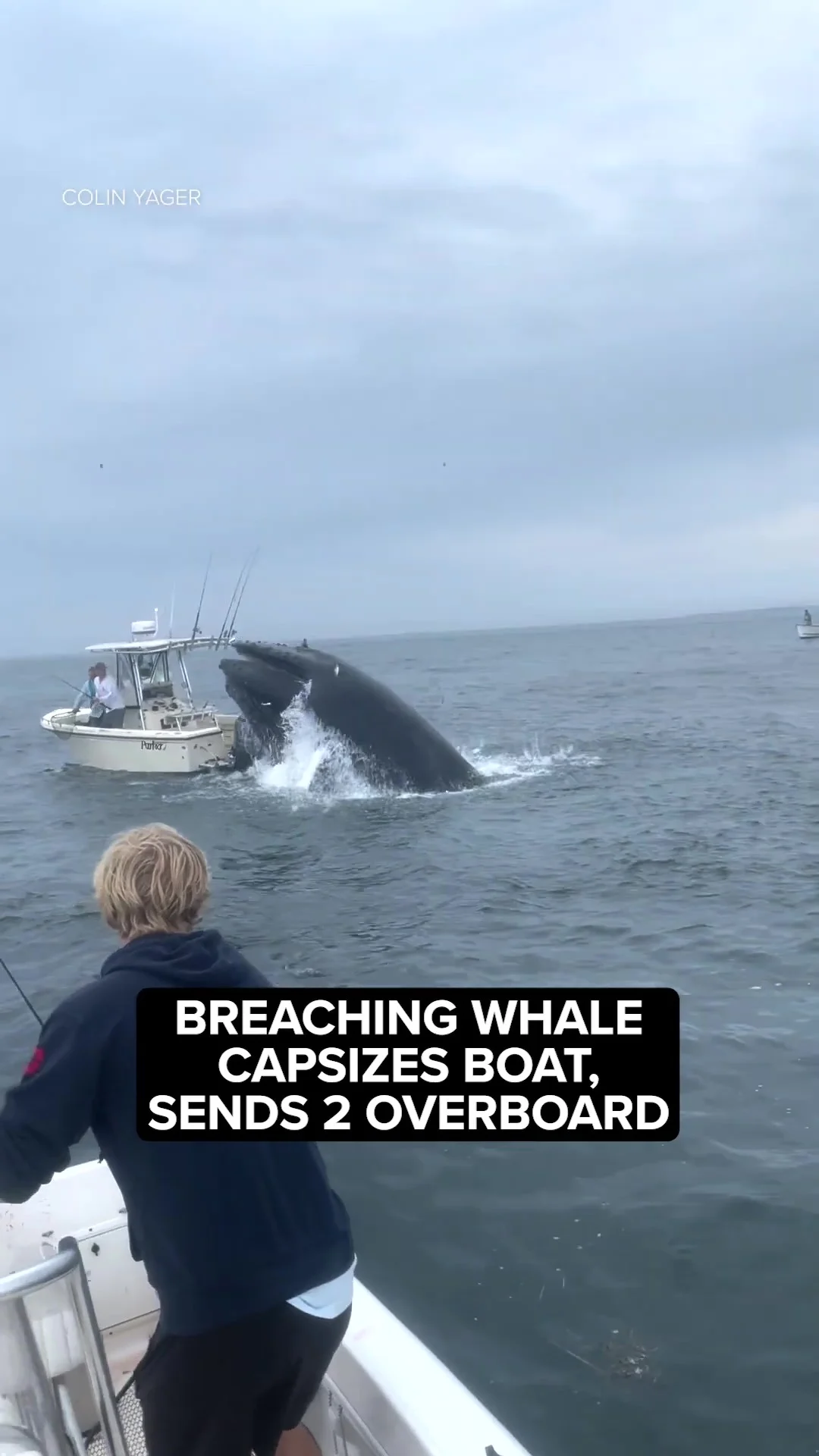 breaching-whale-capsizes-boat-sends-2-overboard-frame-at-0m0s.webp