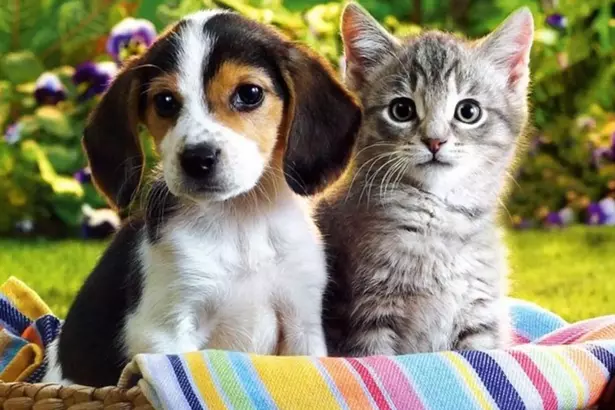 kedi-kopek.webp