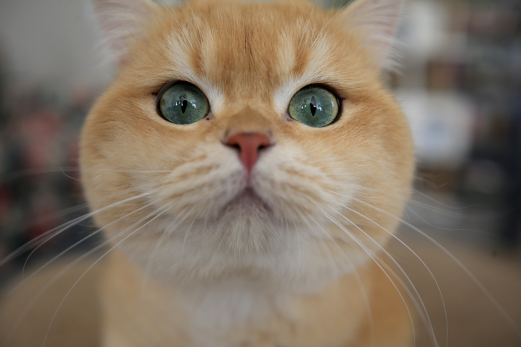 kedi.jpg