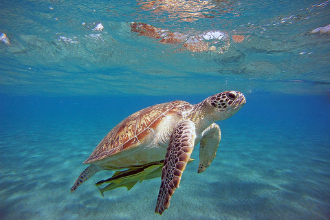 718-caretta.jpg