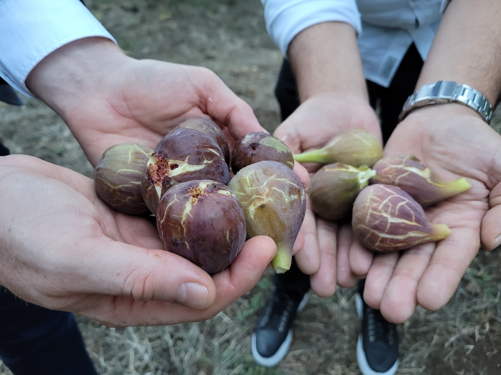 Samsun'da hasat başladı: Bu meyvenin adı "mor patlıcan"