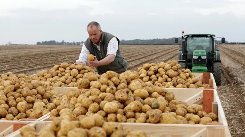 patates-hirsizlik.jpg