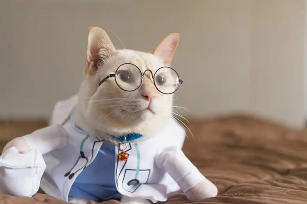 kedi-doktor1-001.jpg