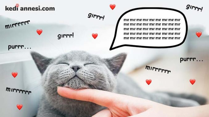 kedi-mirildama-001.jpg