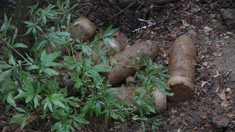 Doğum yapan köpeğin yavrularını almaya gittiğinde bulduğu şeyle şaşkına döndü