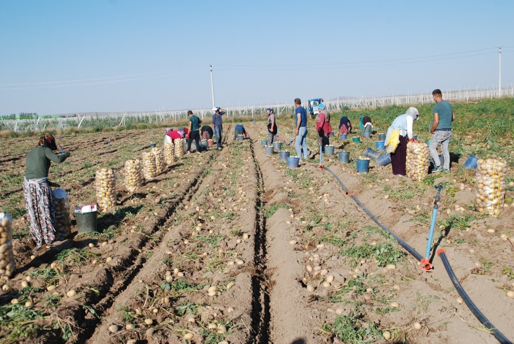 Yazlık ve kışlık patates aynı dönemde hasat edildi fiyat 4 liraya düştü