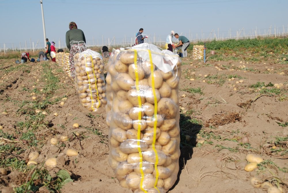 Yazlık ve kışlık patates aynı dönemde hasat edildi fiyat 4 liraya düştü