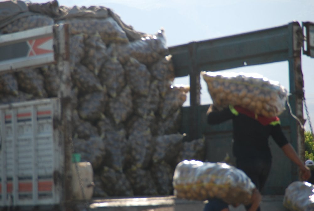 Yazlık ve kışlık patates aynı dönemde hasat edildi fiyat 4 liraya düştü