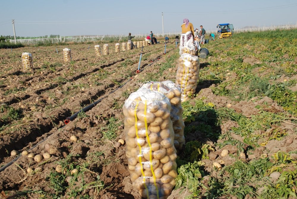 Yazlık ve kışlık patates aynı dönemde hasat edildi fiyat 4 liraya düştü