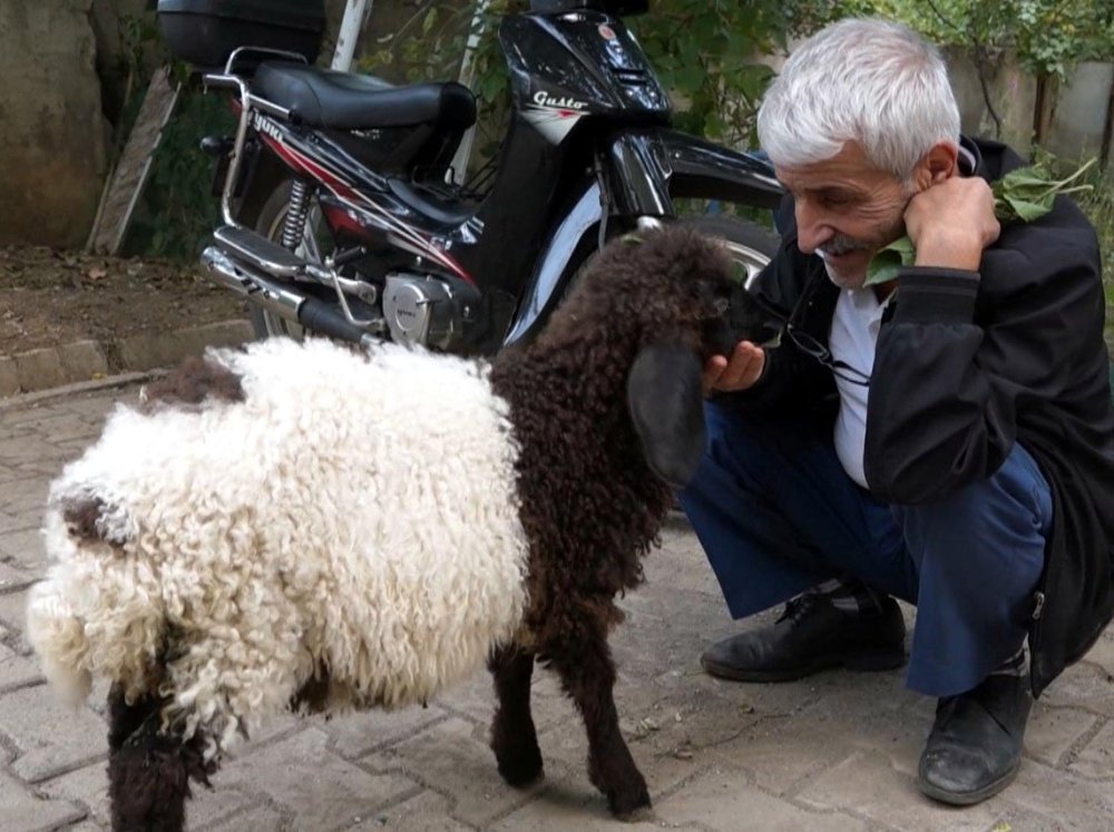 Annesi ölen Fulya Maşallah'ın peşinden ayrılmıyor