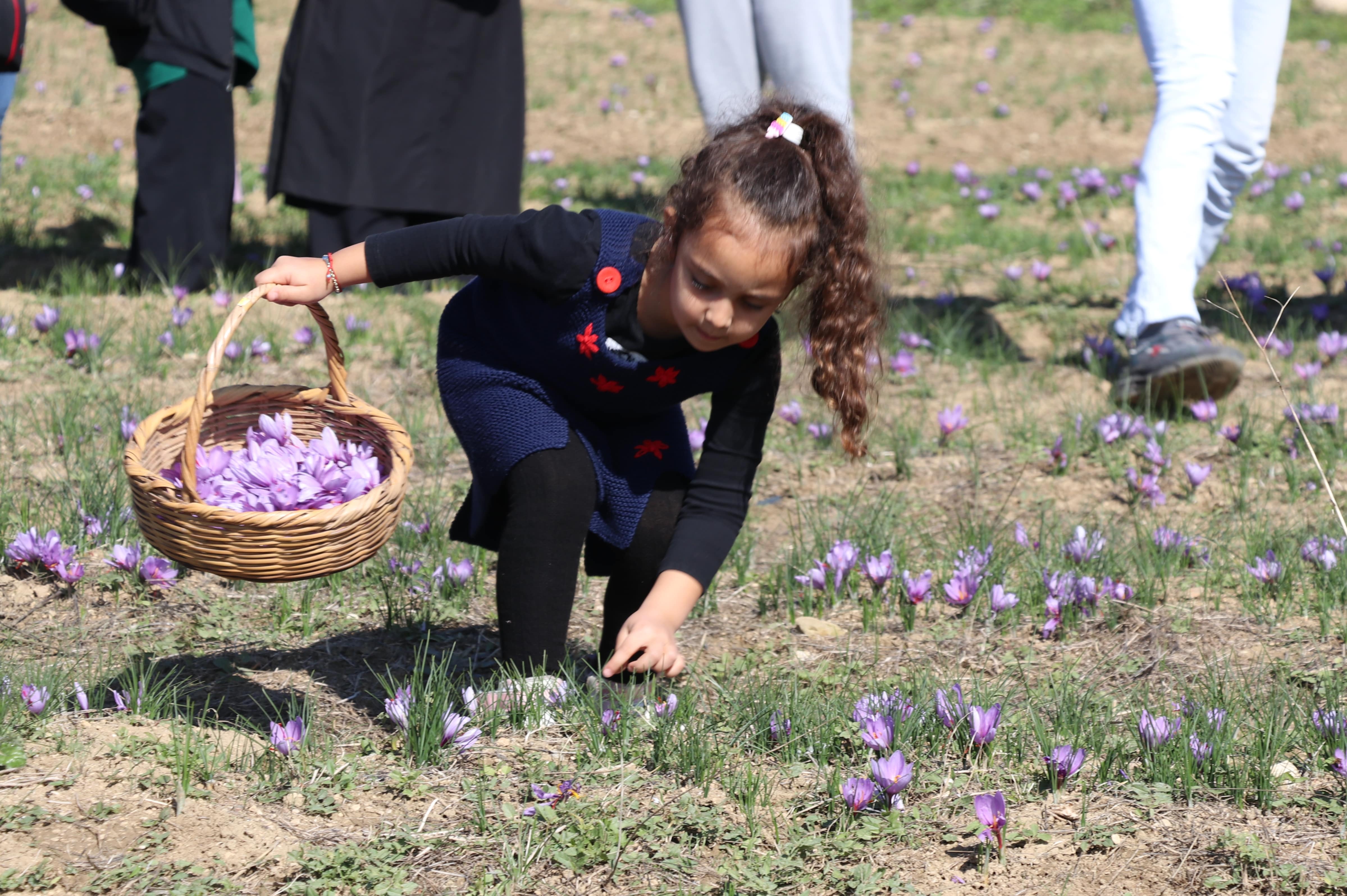 aa-20241026-36019547-36019543-karabukte-safran-hasadi-yapildi-min.jpg