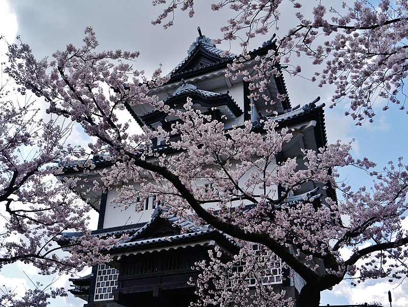 kanazawa-kanazawa-jo-hishi-yagura-sakura-2.jpg