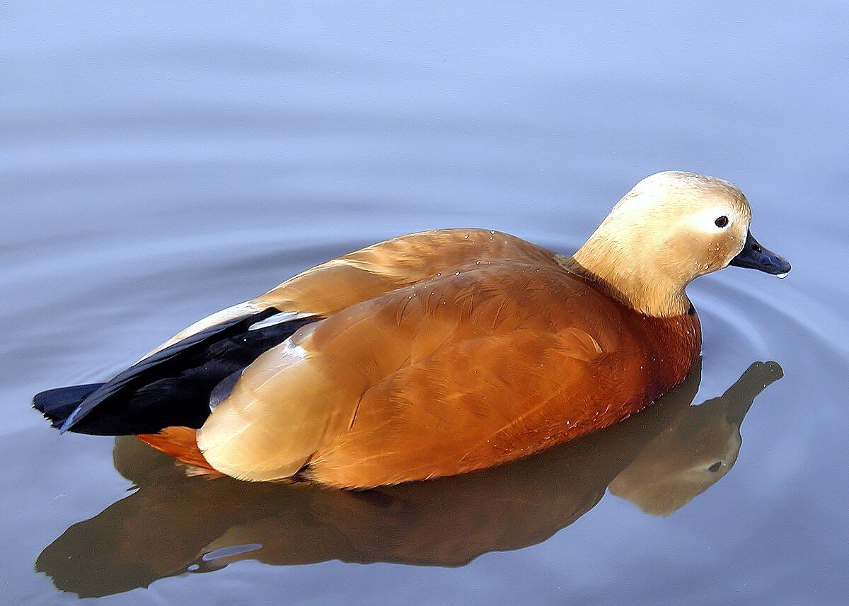 ruddy-shelduck-arp.jpg