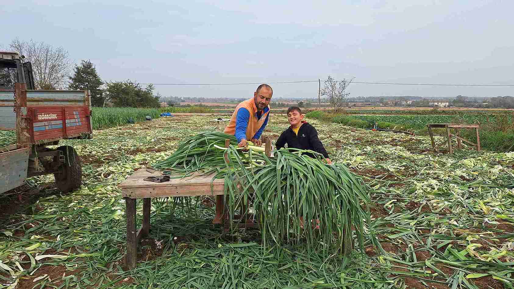 aa-20241116-36208451-36208446-bafra-ovasinda-pirasada-18-bin-ton-rekolte-bekleniyor-11zon.jpg