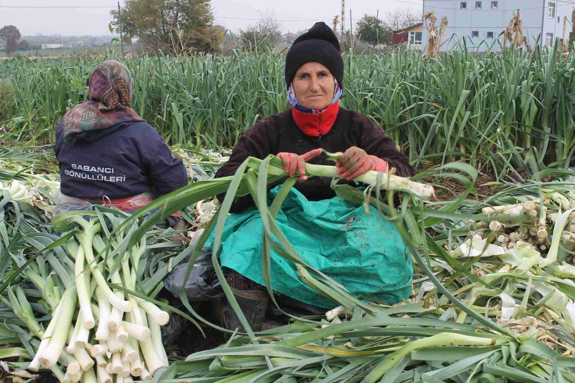 aa-20241116-36208451-36208447-bafra-ovasinda-pirasada-18-bin-ton-rekolte-bekleniyor-11zon.jpg