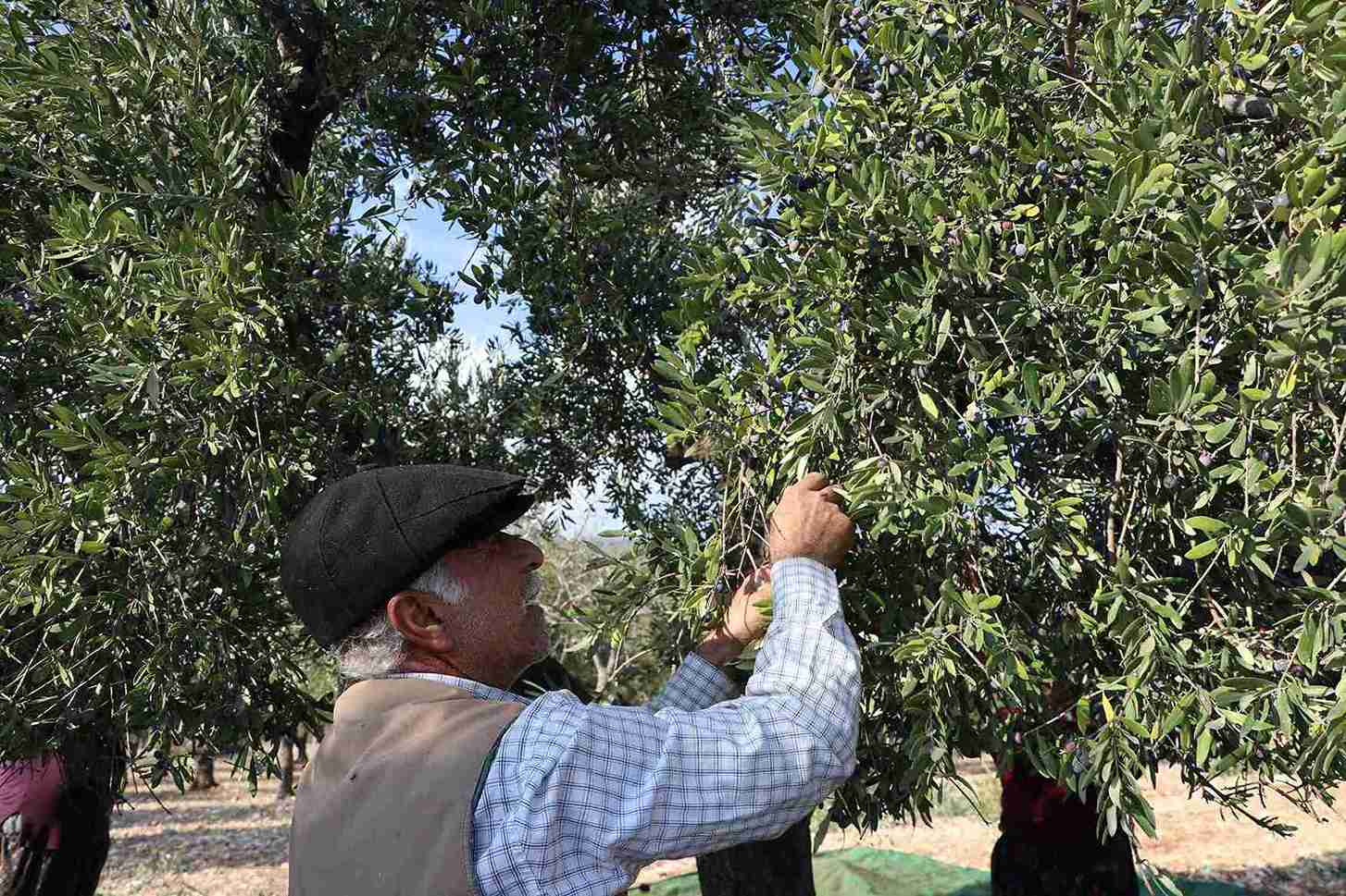 aa-20241202-36355183-36355168-kahramanmarasta-24-bin-700-ton-zeytin-rekoltesi-bekleniyor-11zon.jpg