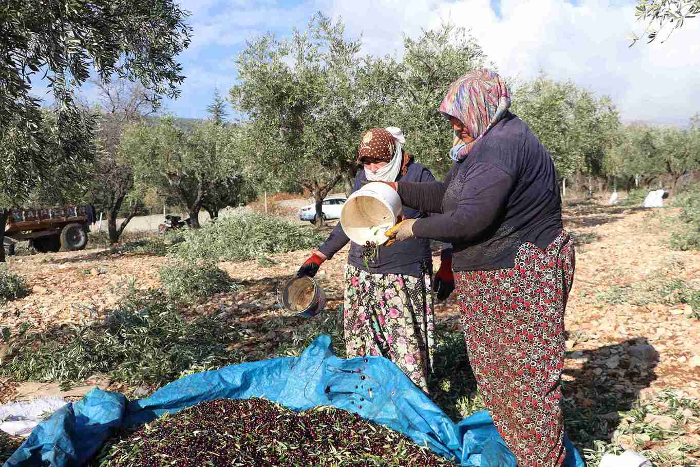 aa-20241202-36355183-36355169-kahramanmarasta-24-bin-700-ton-zeytin-rekoltesi-bekleniyor-11zon.jpg