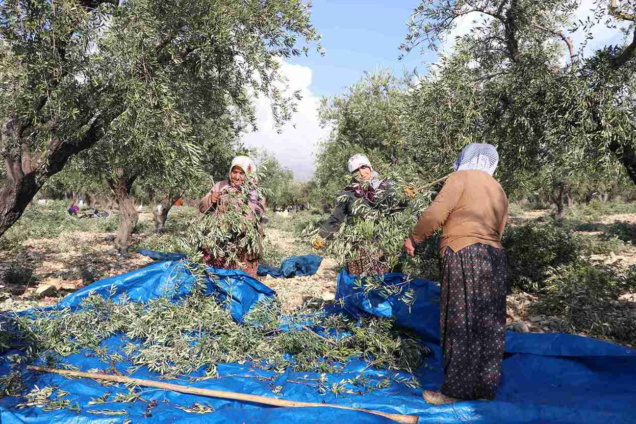 aa-20241202-36355183-36355171-kahramanmarasta-24-bin-700-ton-zeytin-rekoltesi-bekleniyor-11zon.jpg