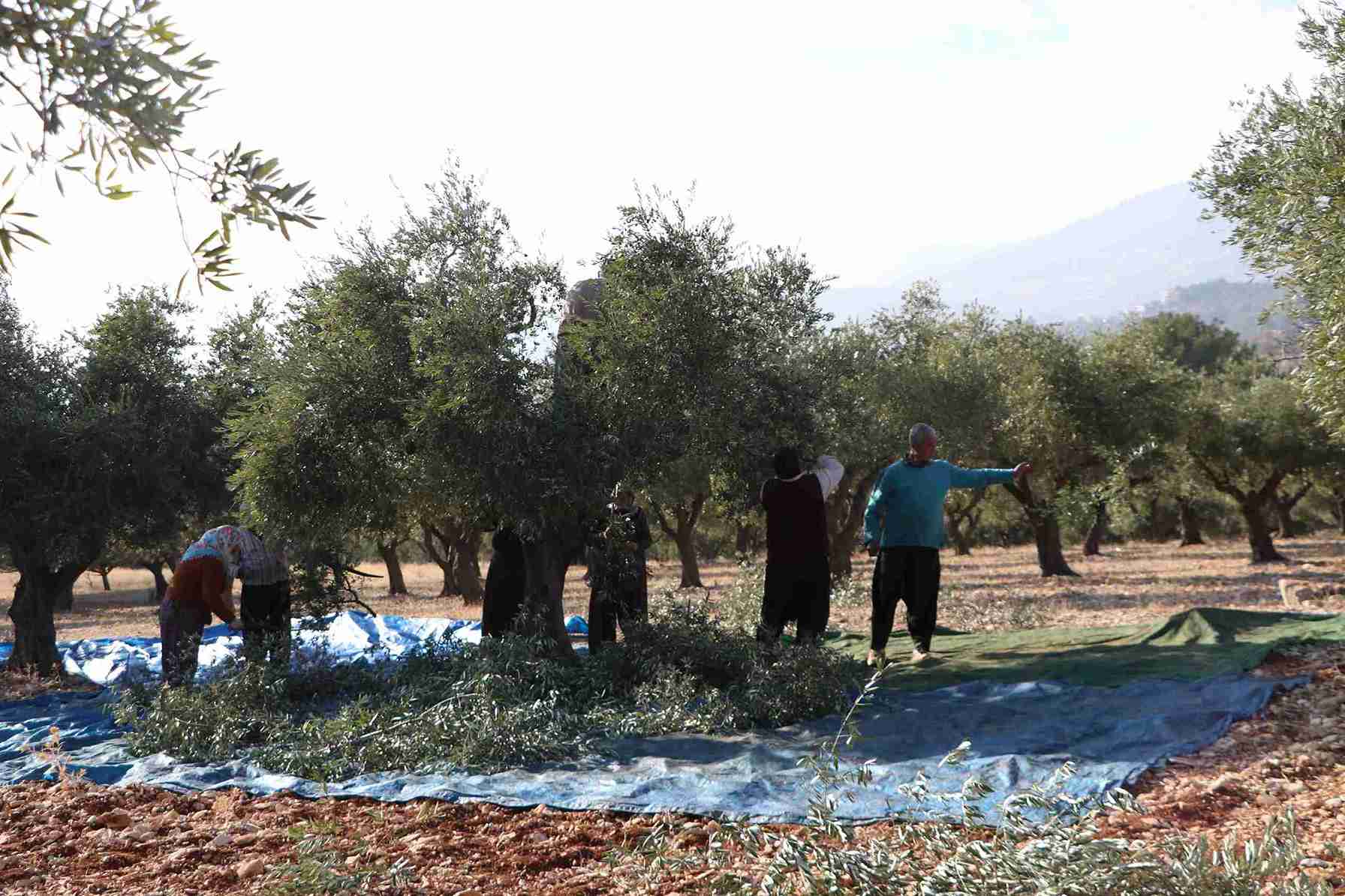 aa-20241202-36355183-36355177-kahramanmarasta-24-bin-700-ton-zeytin-rekoltesi-bekleniyor-11zon.jpg