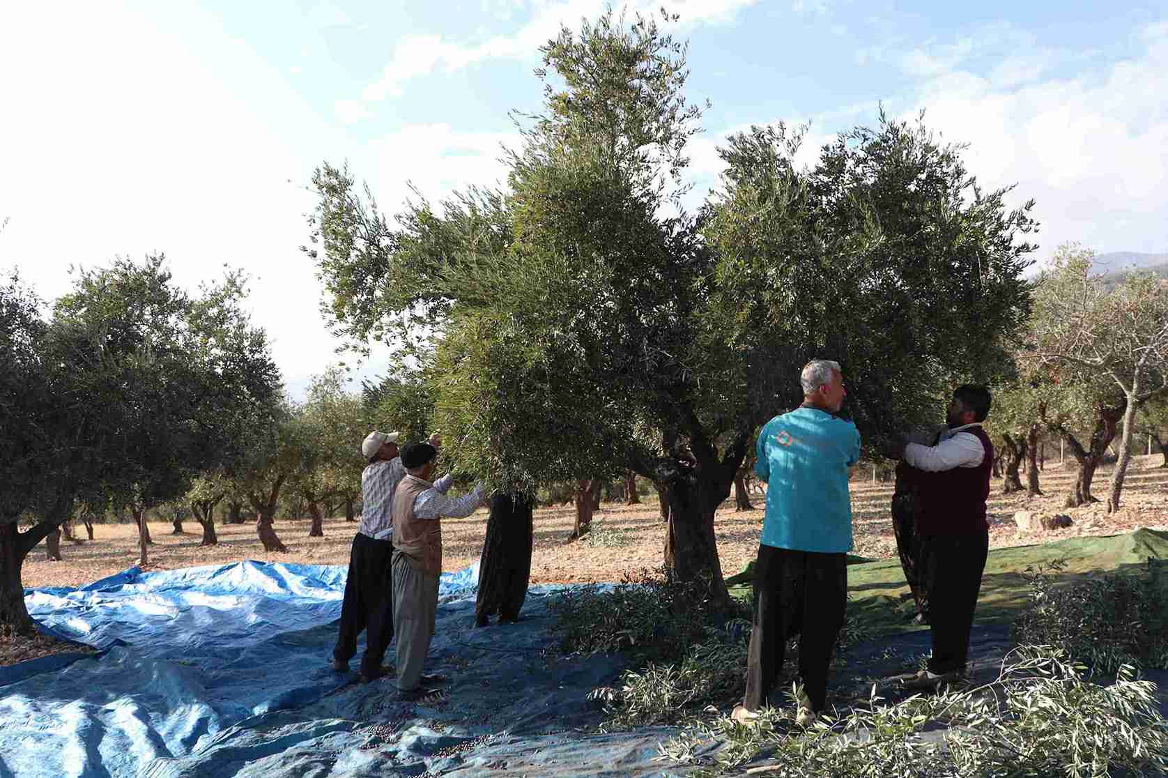 aa-20241202-36355183-36355178-kahramanmarasta-24-bin-700-ton-zeytin-rekoltesi-bekleniyor-11zon.jpg