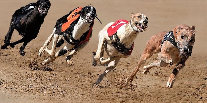 is-greyhound-racing-cruel-review.jpg